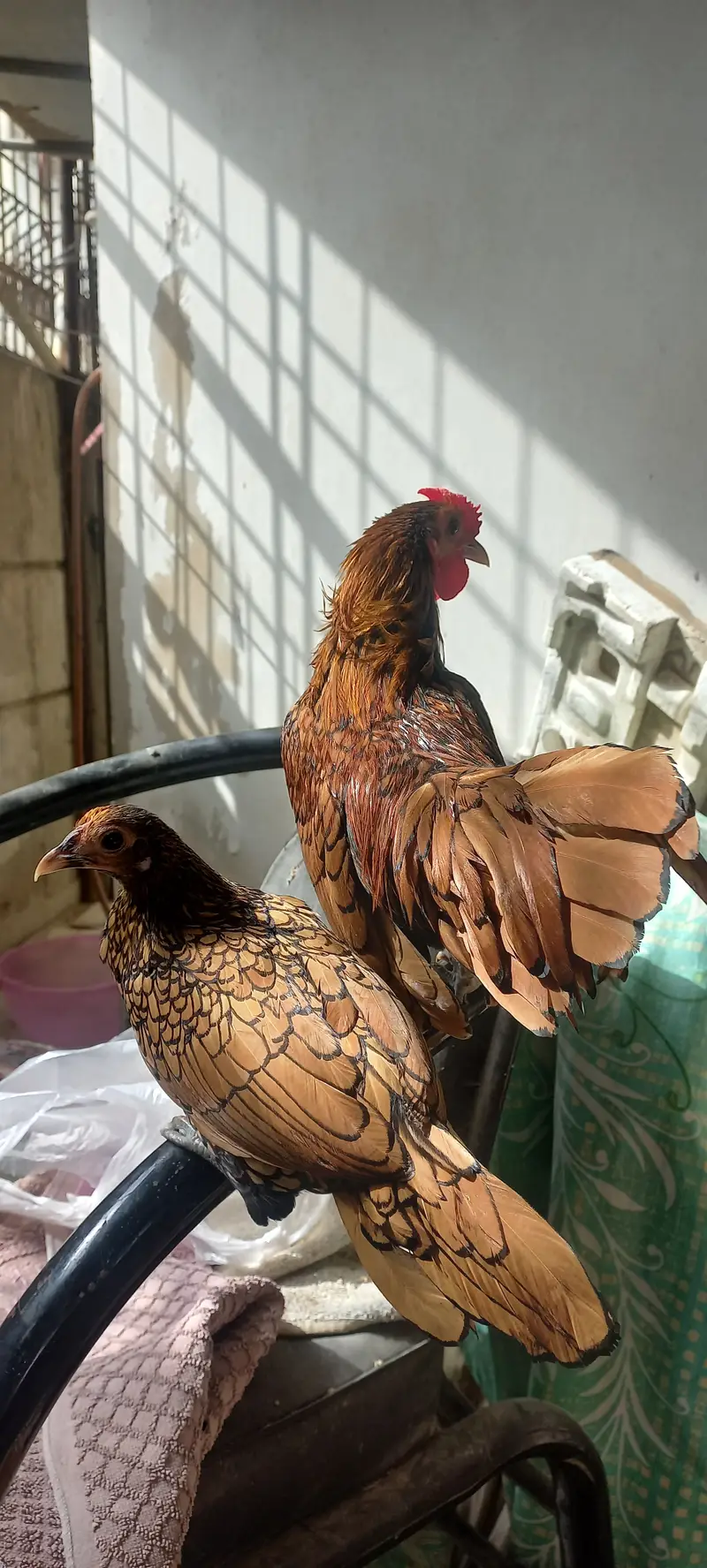 High Quality Sebright Pair — photo 2