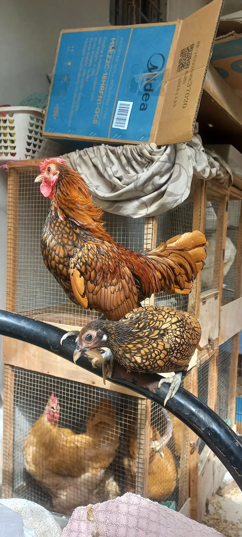 High Quality Sebright Pair — photo 3