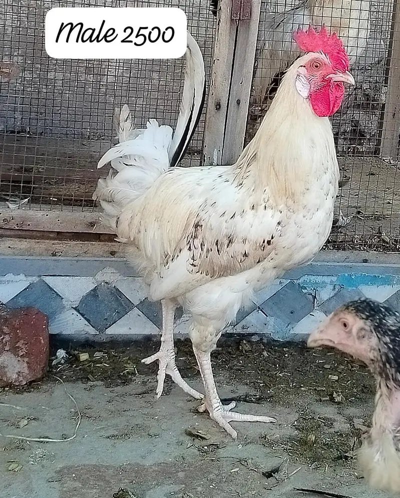 03000676189 WhatsApp number 03470782684 WhatsApp number — photo 3