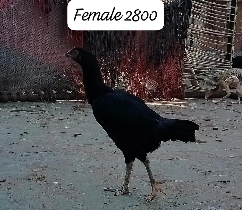 03000676189 WhatsApp number 03470782684 WhatsApp number — photo 4