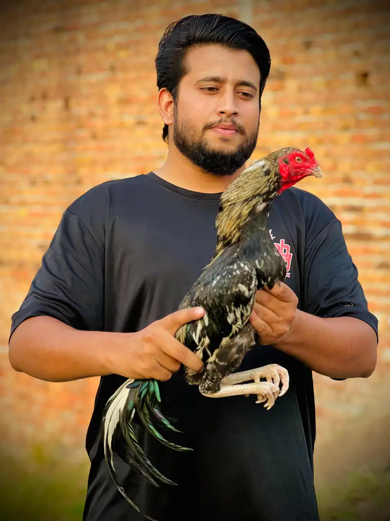 Haseeb mianwalli 0 size aseel — photo 3