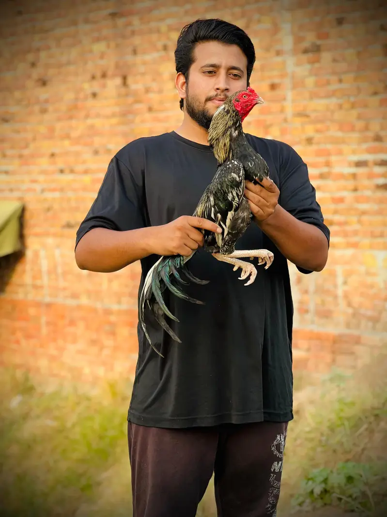 Haseeb mianwalli 0 size aseel — photo 5
