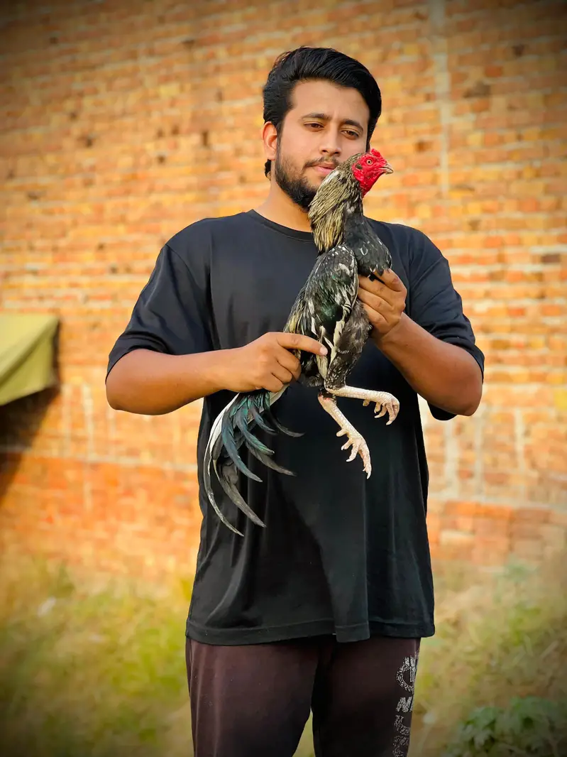 Haseeb mianwalli 0 size aseel — photo 7