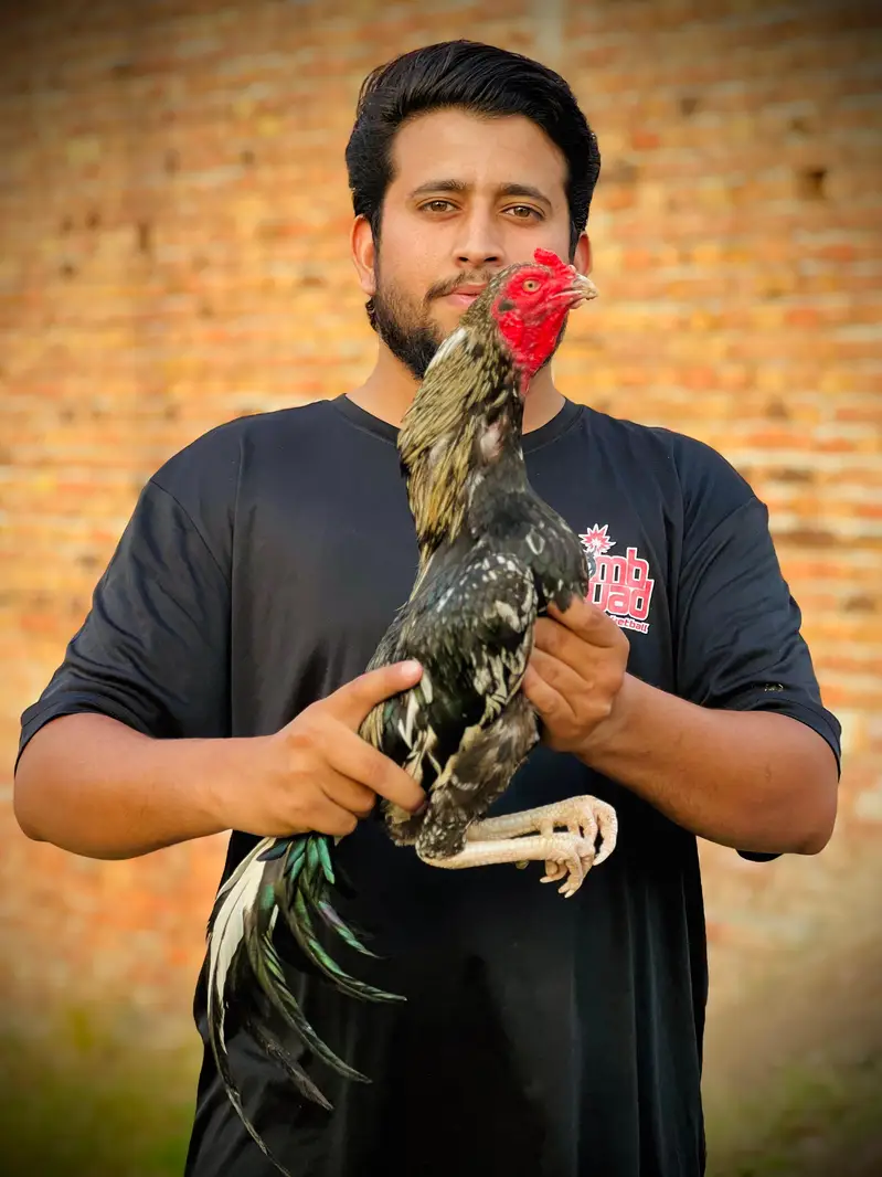 Haseeb mianwalli 0 size aseel — photo 8
