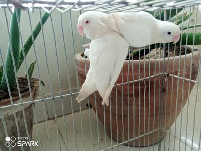 Australian lovebirds red eye