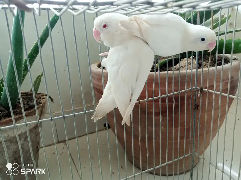 Australian lovebirds red eye