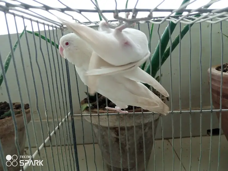 Australian lovebirds red eye — photo 2