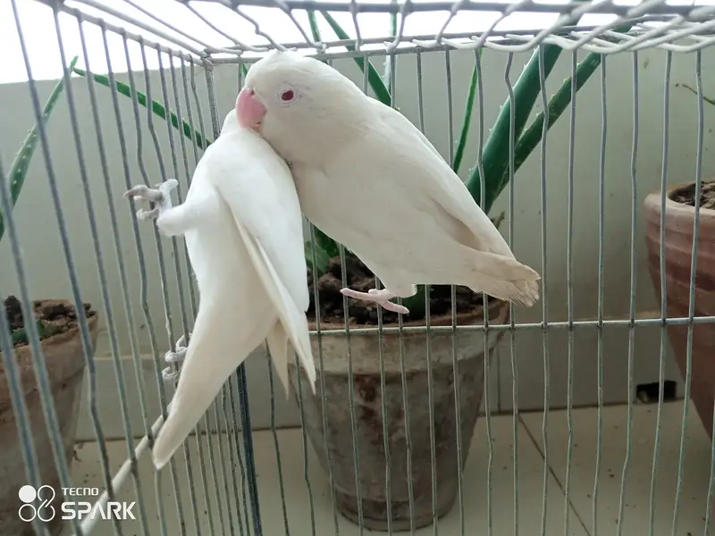 Australian lovebirds red eye — photo 3