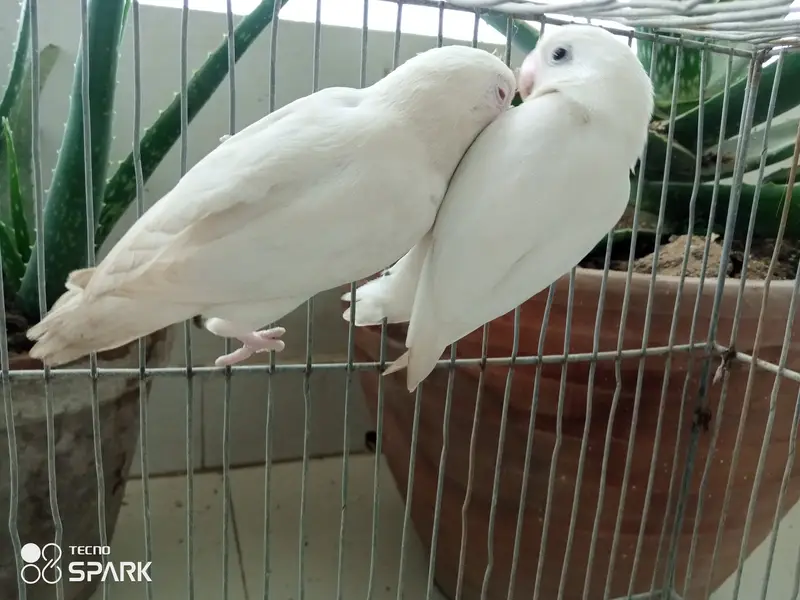 Australian lovebirds red eye — photo 4