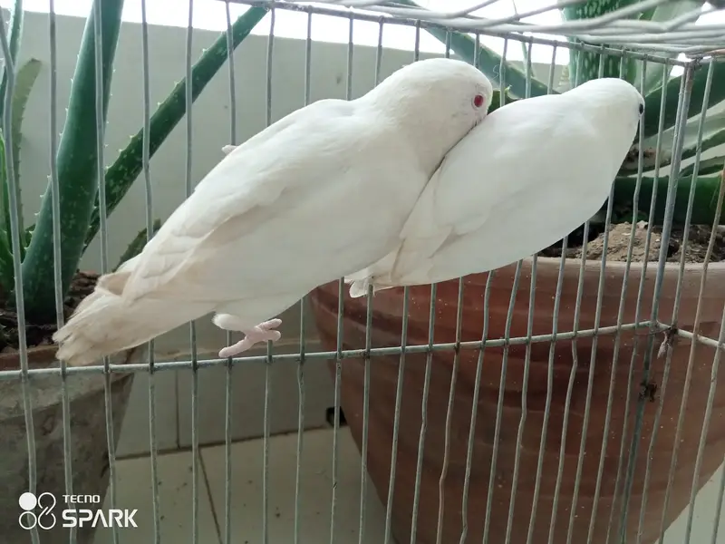 Australian lovebirds red eye — photo 5