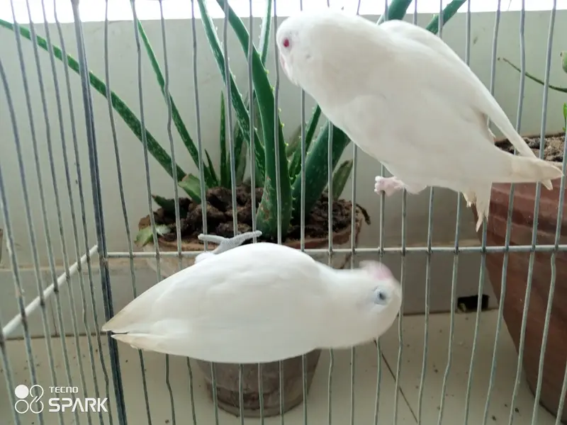 Australian lovebirds red eye — photo 6