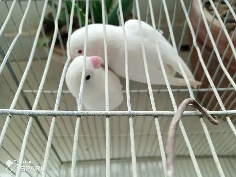 Australian lovebirds red eye — photo 7