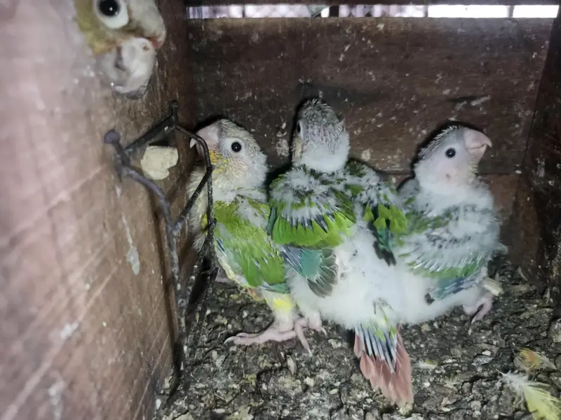 3 chicks for sale pineapple ciniour