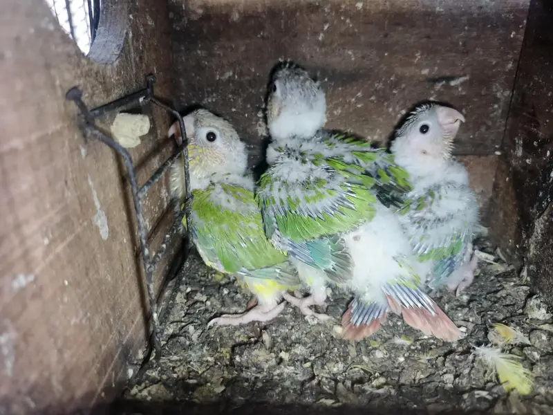3 chicks for sale pineapple ciniour — photo 2