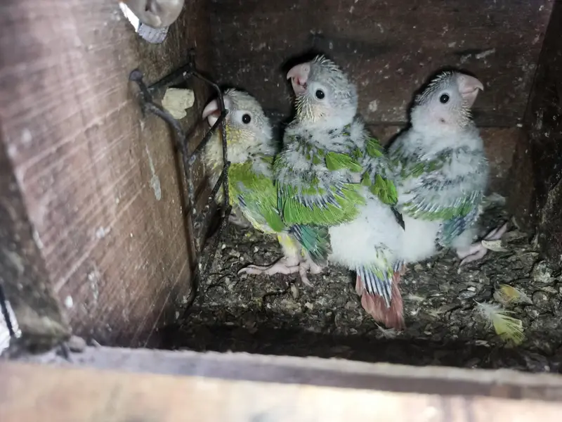 3 chicks for sale pineapple ciniour — photo 3