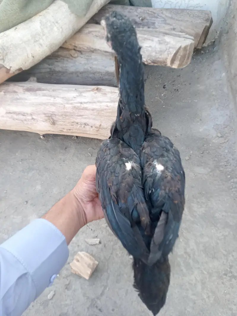 hafizabad — photo 2