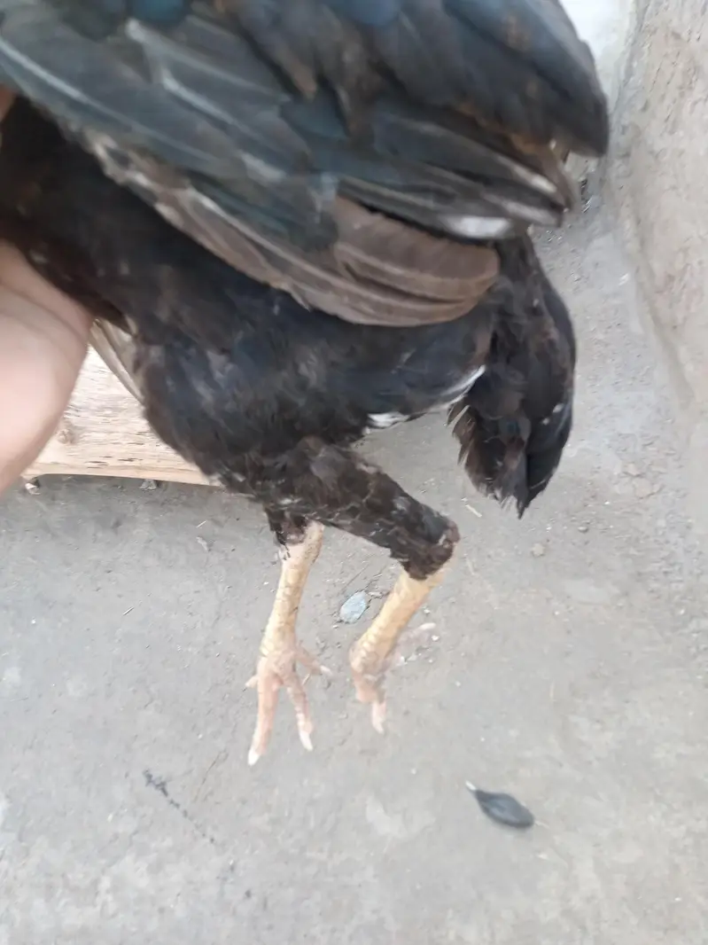 hafizabad — photo 4