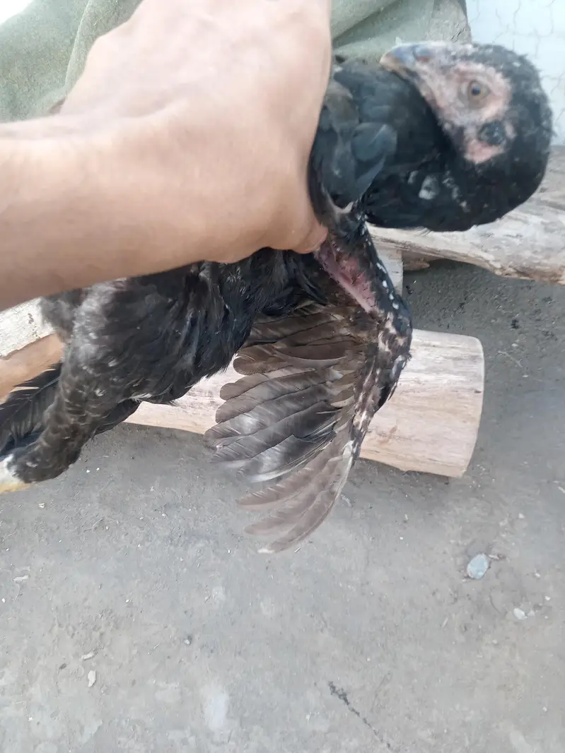 hafizabad — photo 5