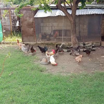 Eggs Lauing Hens