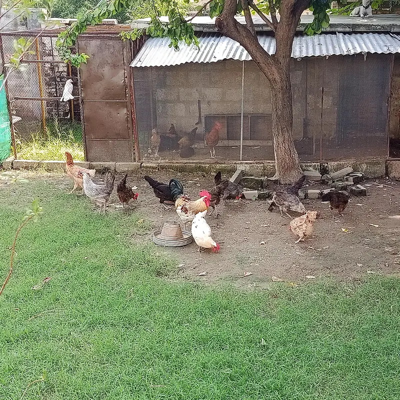 Eggs Lauing Hens