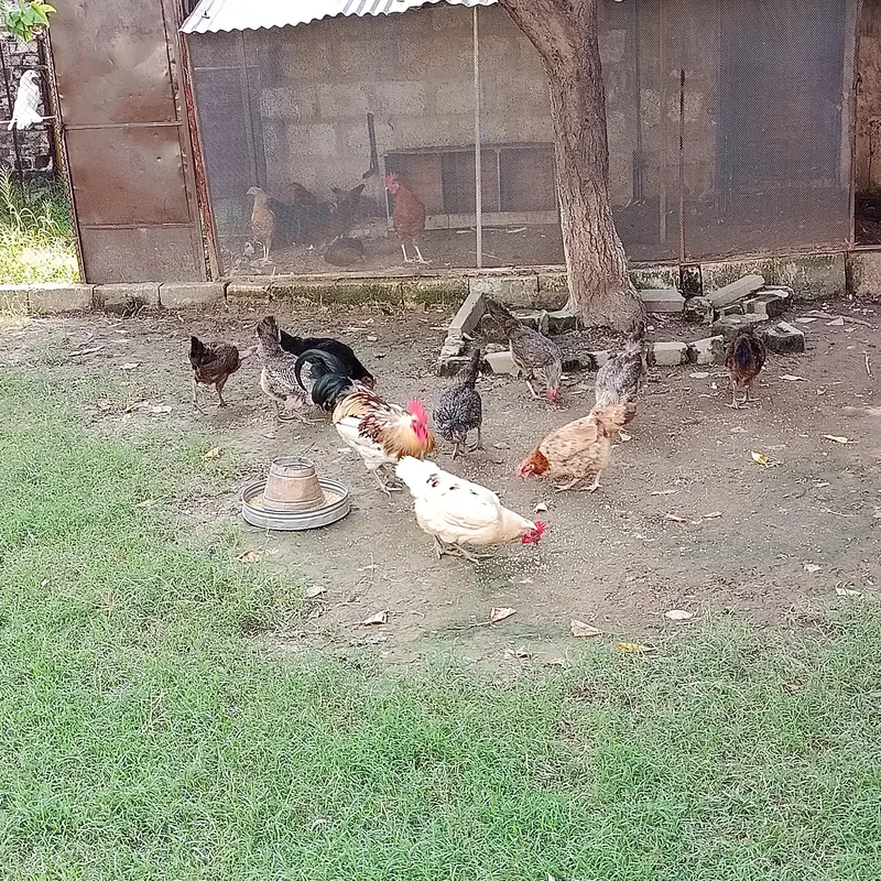 Eggs Lauing Hens — photo 2