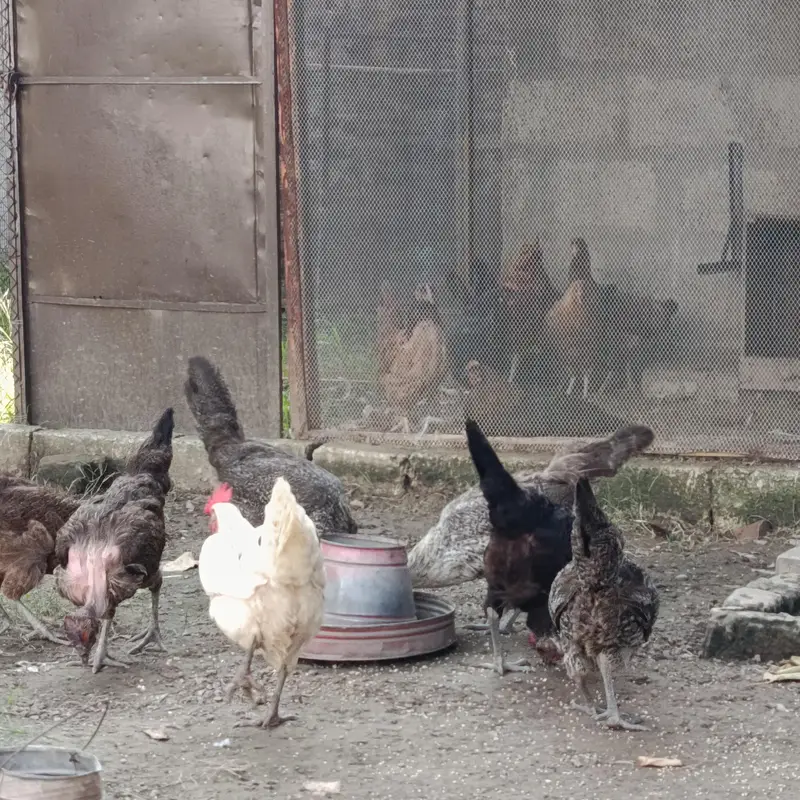 Eggs Lauing Hens — photo 3
