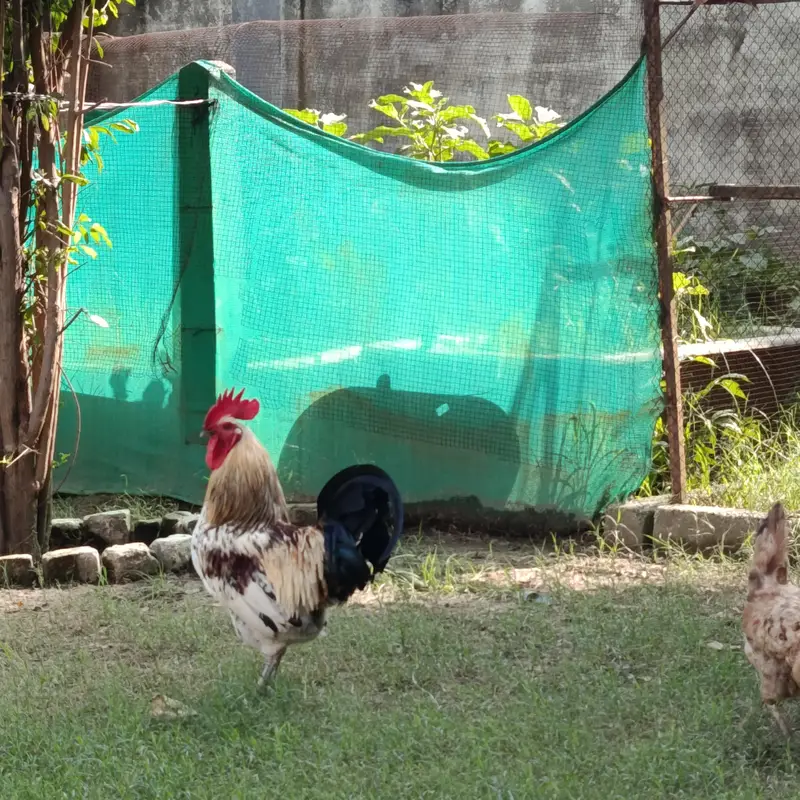 Eggs Lauing Hens — photo 4