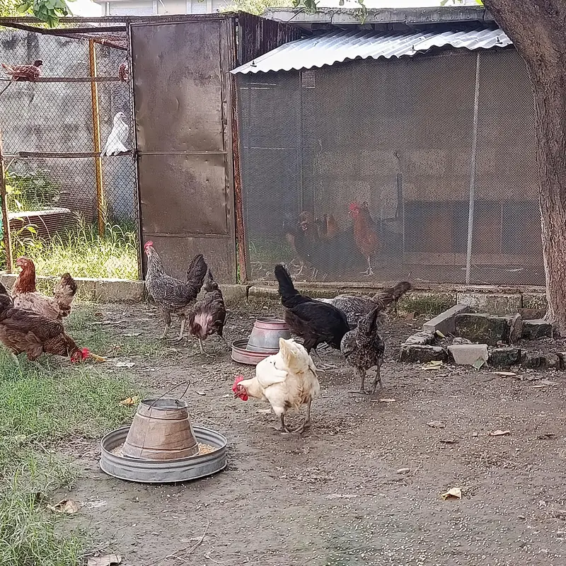 Eggs Lauing Hens — photo 5