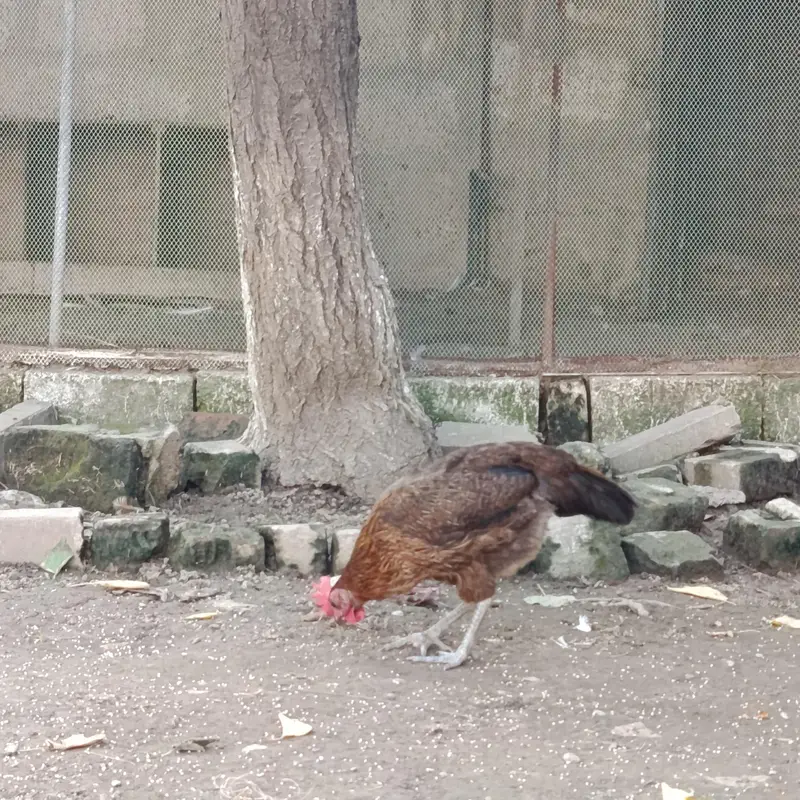 Eggs Lauing Hens — photo 6