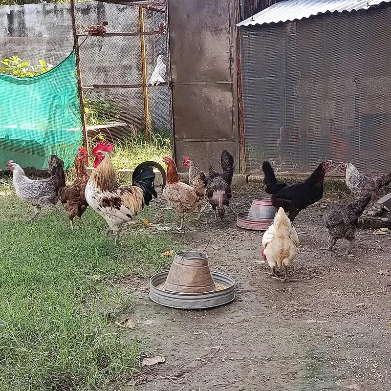 Eggs Lauing Hens — photo 7