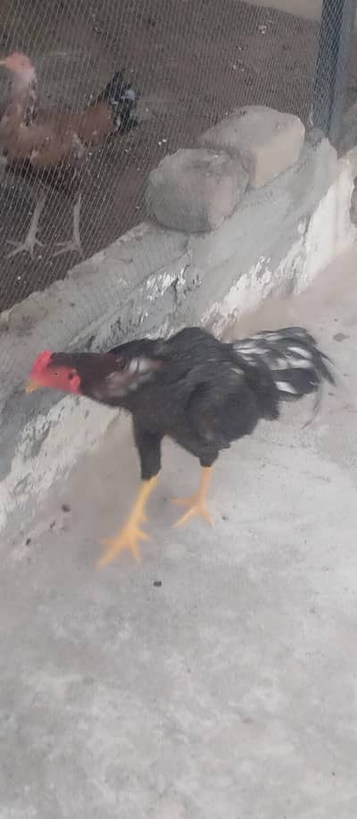 Aseel murgha for Sale