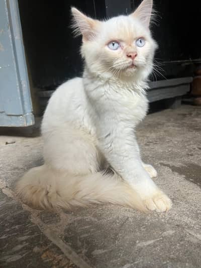 white persian cat