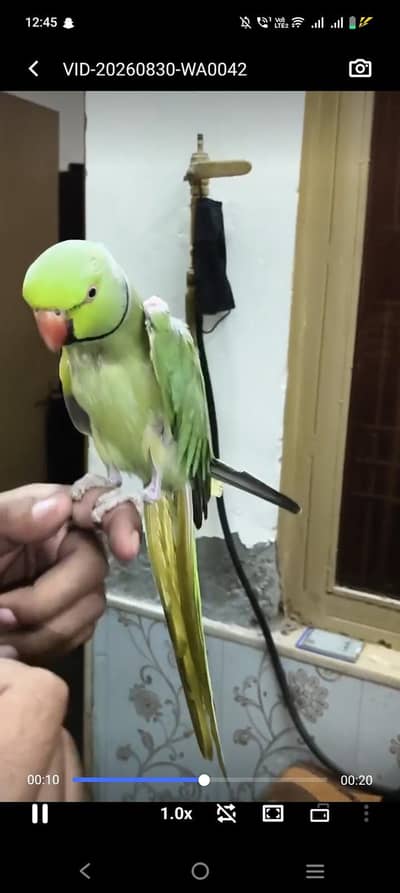 hand tame talking male 03287785524