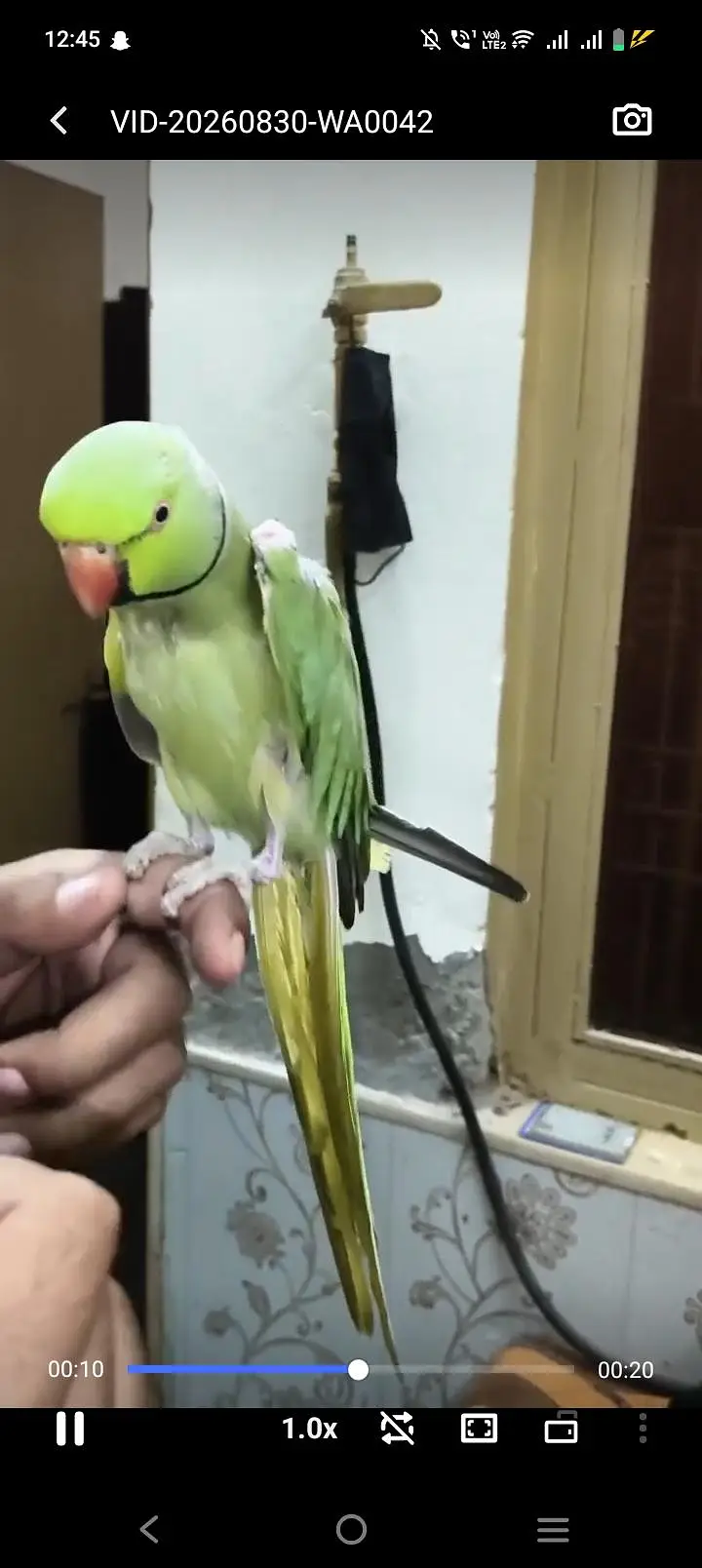 hand tame talking male 03287785524