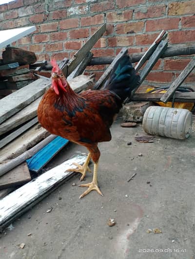 Home Grown pets