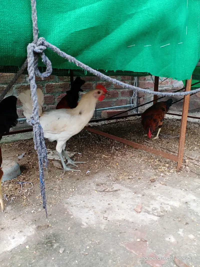 Home Grown pets — photo 2
