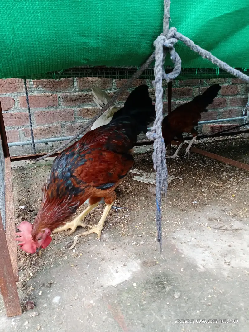 Home Grown pets — photo 3
