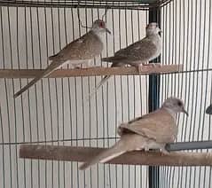 Red pied dove 5 pcs 400 per pcs
