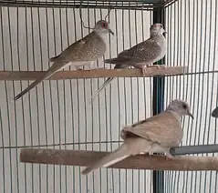 Red pied dove 5 pcs 400 per pcs — photo 3
