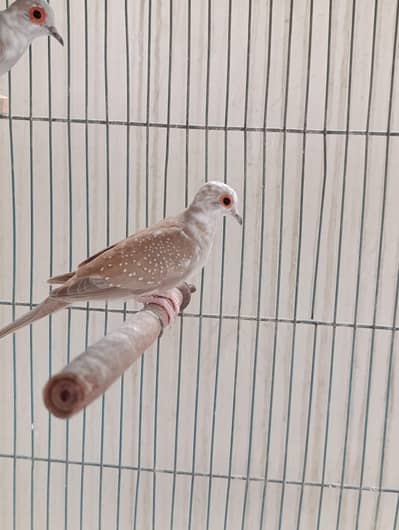 Red pied dove 5 pcs 400 per pcs