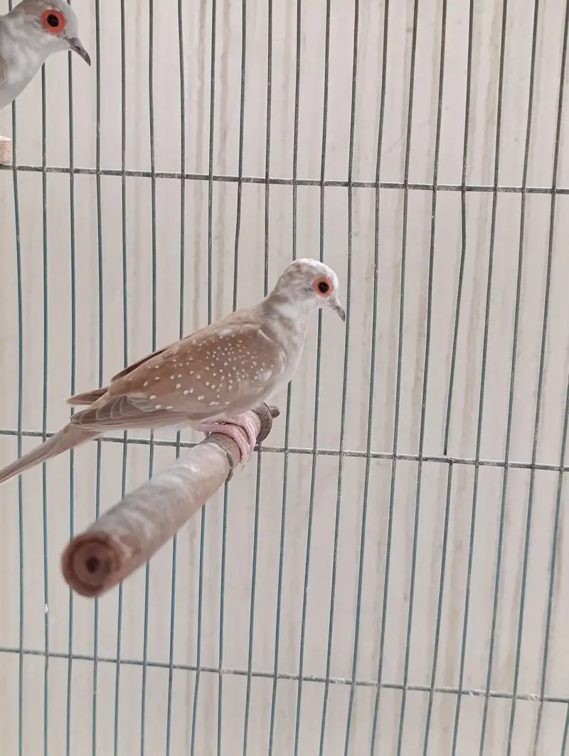 Red pied dove 5 pcs 400 per pcs