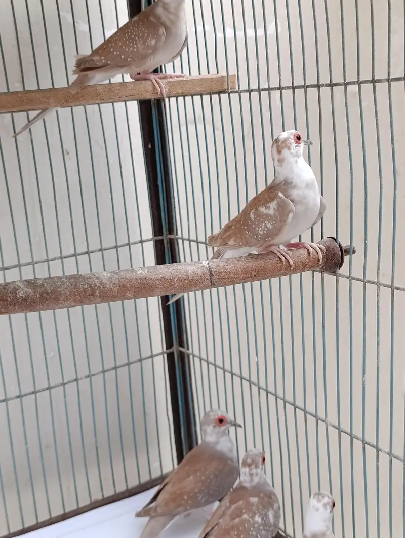 Red pied dove 5 pcs 400 per pcs — photo 2