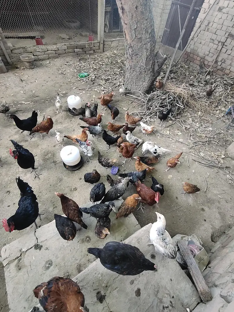 Golden misri Ghar k paly hwy han — photo 3