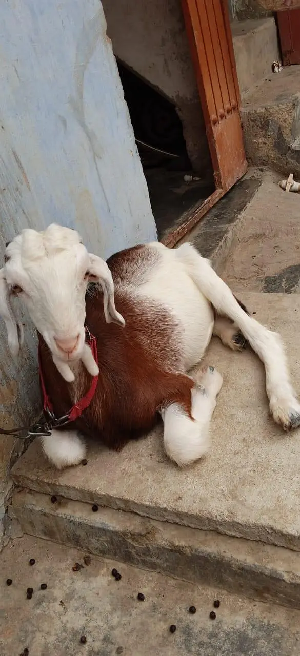 Bakra for sale urgent