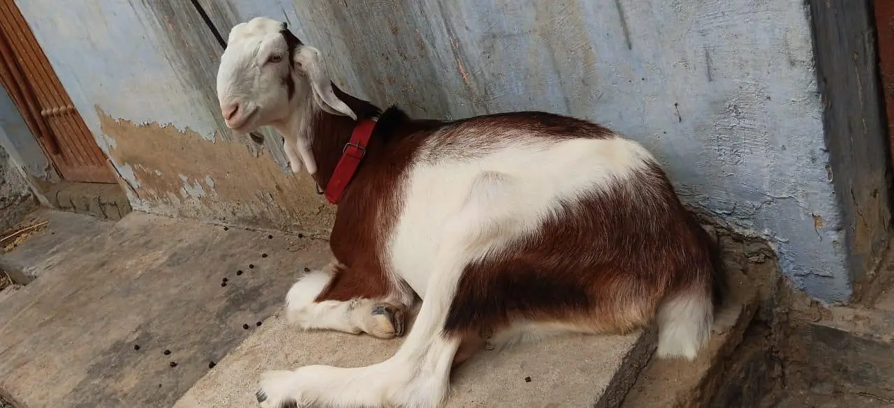 Bakra for sale urgent — photo 2