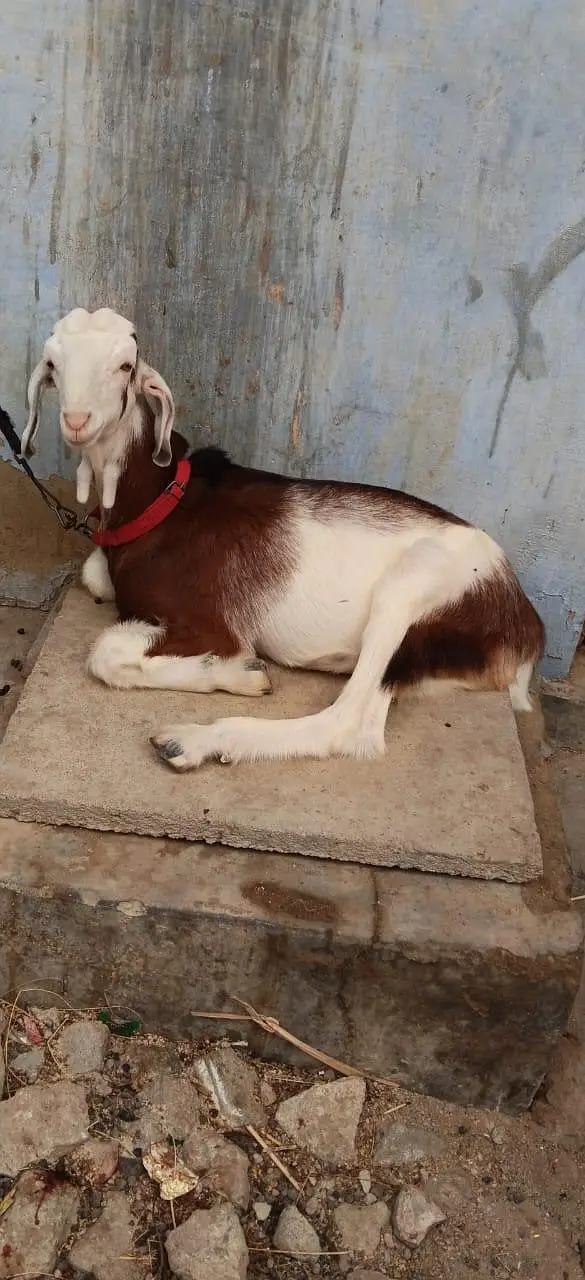 Bakra for sale urgent — photo 3