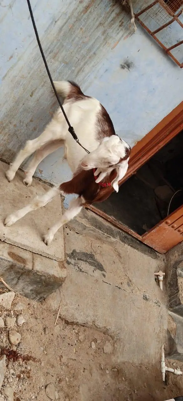 Bakra for sale urgent — photo 4