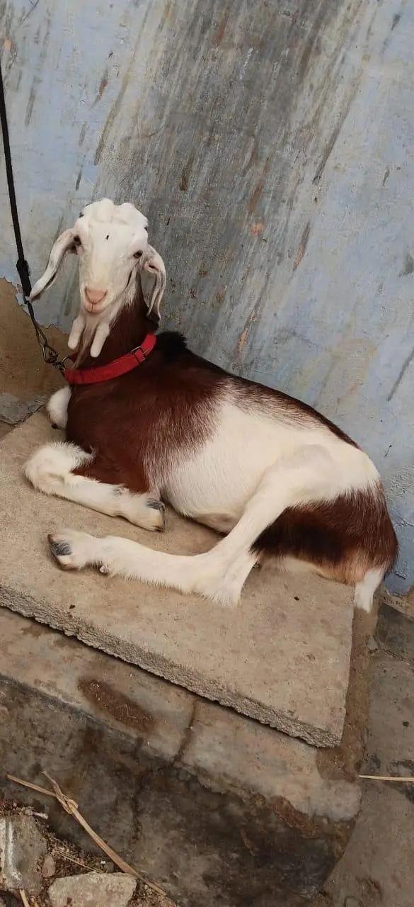 Bakra for sale urgent — photo 5