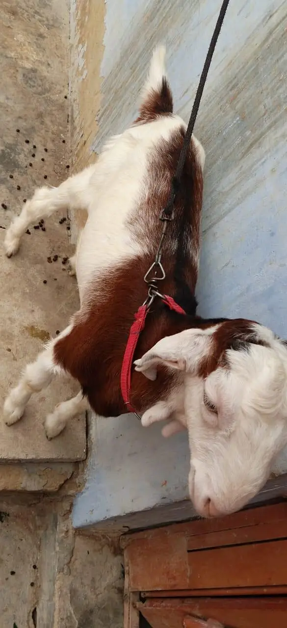 Bakra for sale urgent — photo 6