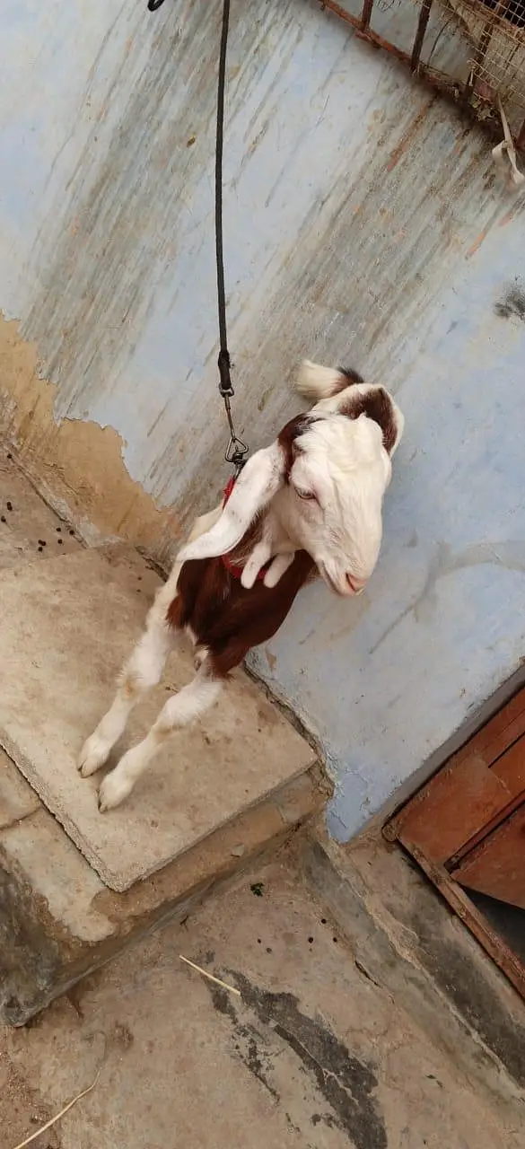 Bakra for sale urgent — photo 7